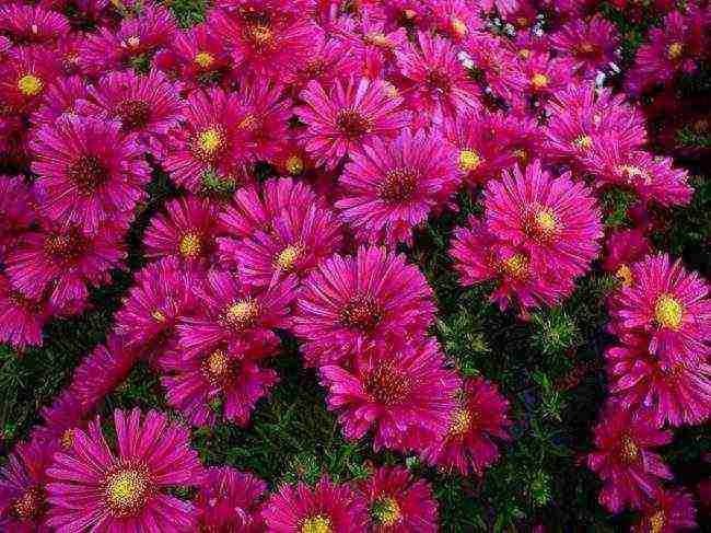 perennial asters planting and care in the open field in the fall