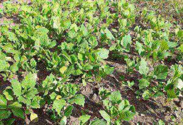 perennial asters pagtatanim at pag-aalaga sa bukas na patlang sa taglagas