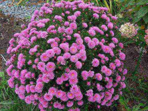 perennial asters planting and care in the open field in the fall