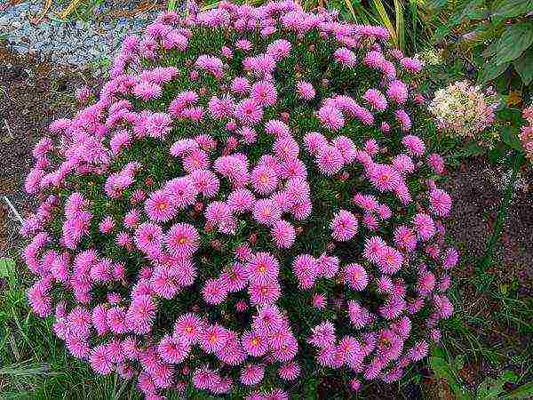 perennial asters pagtatanim at pag-aalaga sa bukas na patlang sa taglagas