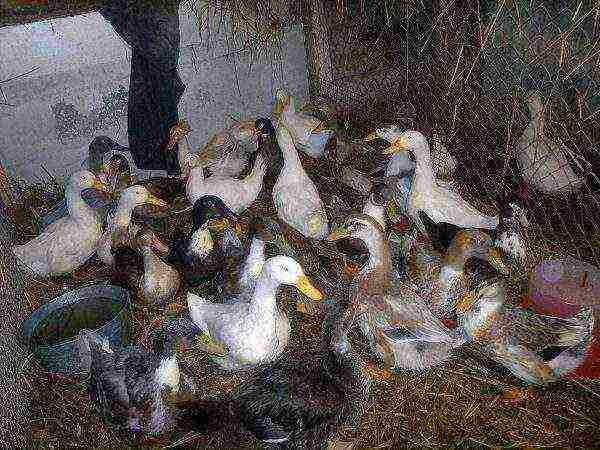 Different breeds of broiler ducks on the farm