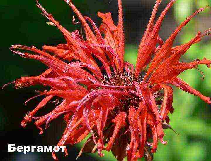 monarda lemon mona lisa planting and care in the open field