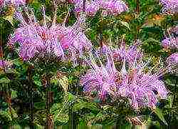 monarda lemon mona lisa planting and care in the open field