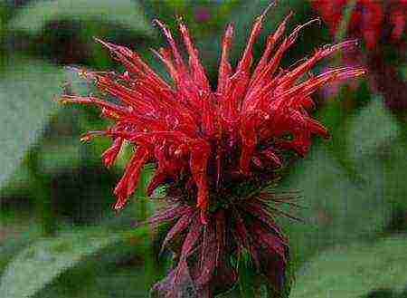 monarda lemon mona lisa planting and care in the open field