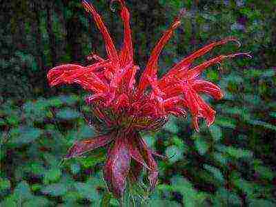 monarda lemon mona lisa planting and care in the open field