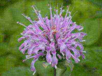 monarda lemon mona lisa planting and care in the open field