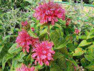 monarda lemon mona lisa planting and care in the open field