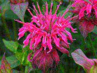 monarda lemon mona lisa planting and care in the open field