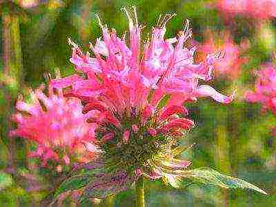 monarda lemon mona lisa planting and care in the open field