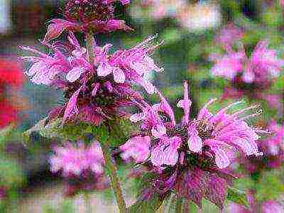 monarda lemon mona lisa planting and care in the open field