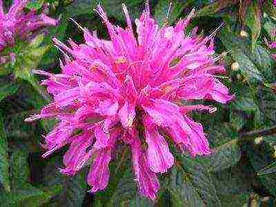 monarda lemon mona lisa planting and care in the open field