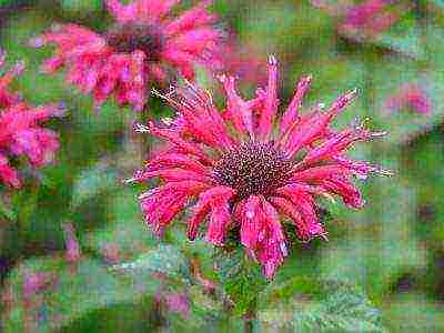 monarda lemon mona lisa planting and care in the open field