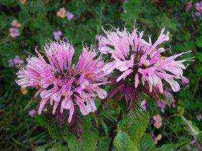 monarda lemon mona lisa planting and care in the open field