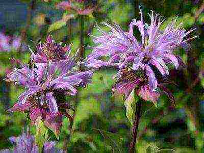 monarda lemon mona lisa planting and care in the open field