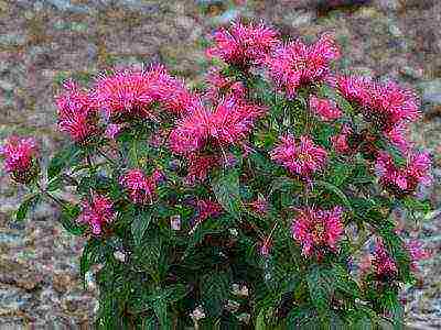 monarda lemon mona lisa planting and care in the open field