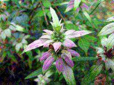 monarda lemon mona lisa planting and care in the open field