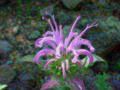 monarda lemon mona lisa planting and care in the open field