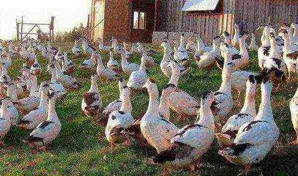 Mulard ducks on the pasture