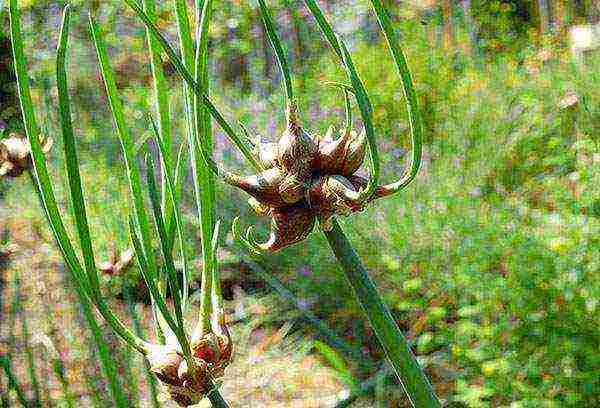 is it possible to grow multi-tiered onions in the house in winter