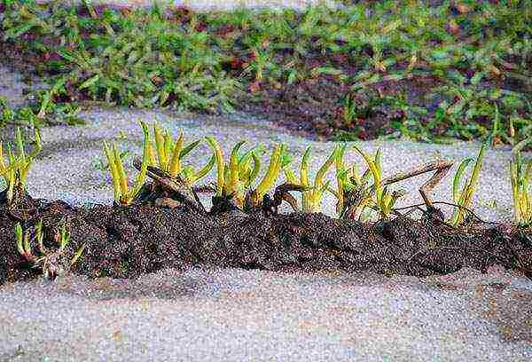 is it possible to grow multi-tiered onions in the house in winter