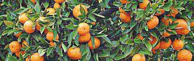 is it possible to grow tangerines in Belarus in the open field