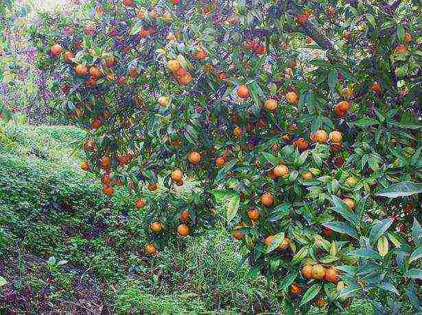 is it possible to grow tangerines in Belarus in the open field