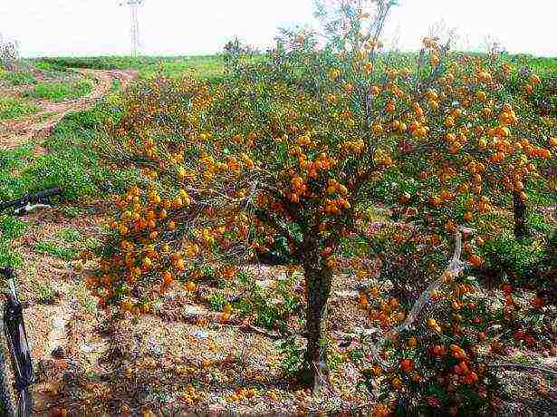 is it possible to grow tangerines in Belarus in the open field