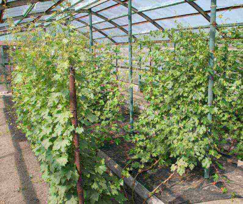 is it possible to grow grapes in a greenhouse along with tomatoes