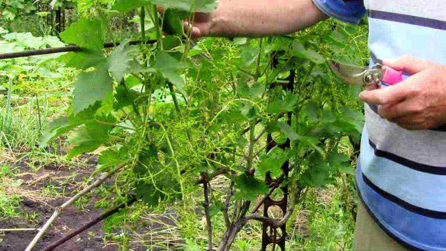 is it possible to grow grapes in a greenhouse along with tomatoes