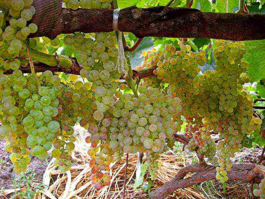 posible bang magpalago ng ubas sa isang greenhouse kasama ang mga kamatis