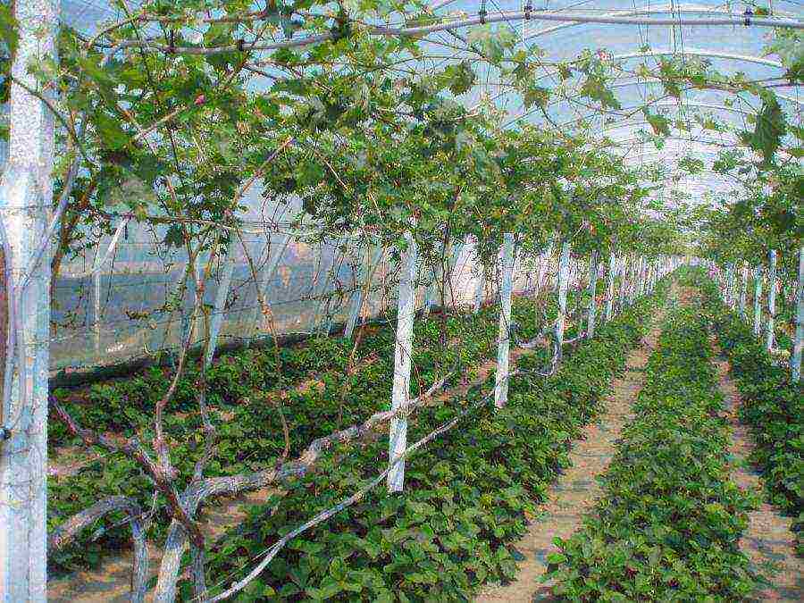 posible bang magpalago ng ubas sa isang greenhouse kasama ang mga kamatis