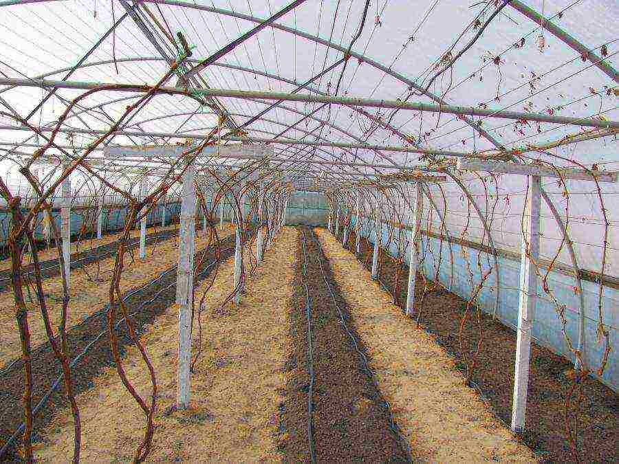 is it possible to grow grapes in a greenhouse along with tomatoes