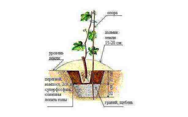 is it possible to grow grapes in a greenhouse along with tomatoes