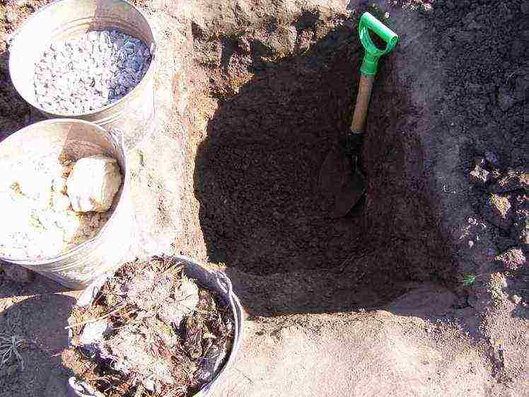 posible bang magpalago ng ubas sa isang greenhouse kasama ang mga kamatis