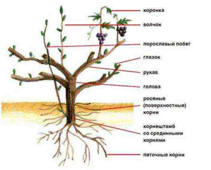 is it possible to grow grapes in a greenhouse along with tomatoes