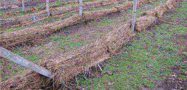 posible bang magpalago ng ubas sa isang greenhouse kasama ang mga kamatis