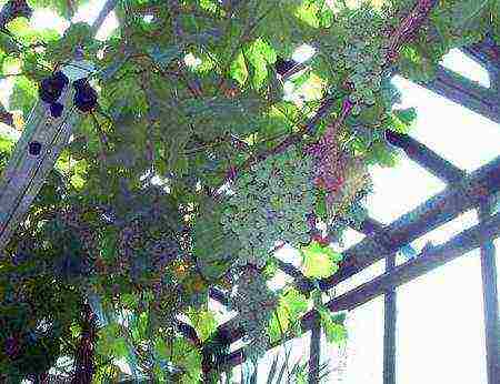 is it possible to grow grapes in a greenhouse along with tomatoes