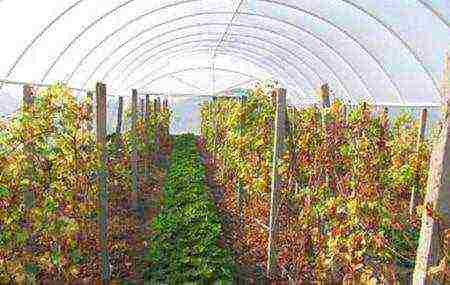 is it possible to grow grapes in a greenhouse along with tomatoes