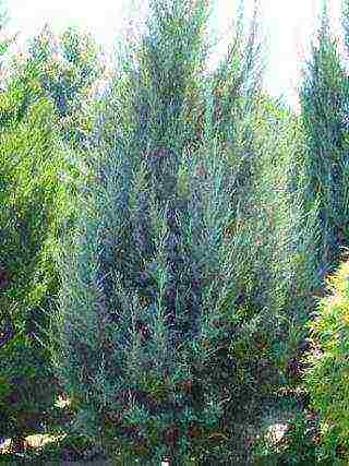 juniper best varieties