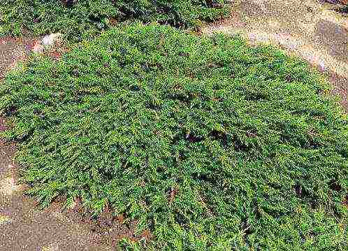 juniper best varieties