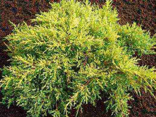 juniper best varieties