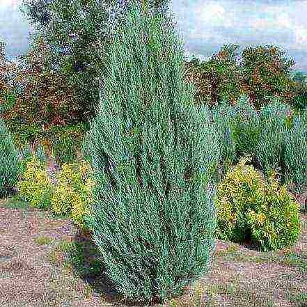 juniper best varieties