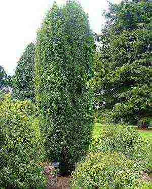 juniper best varieties