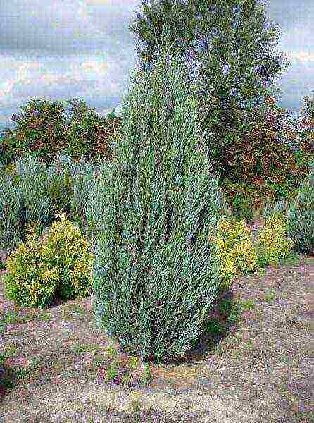 juniper best varieties