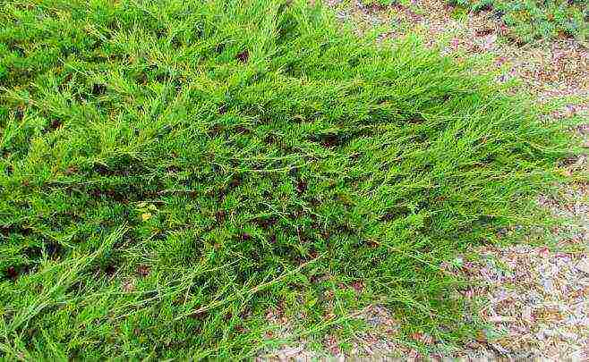 pinakamahusay na pagkakaiba-iba ng juniper