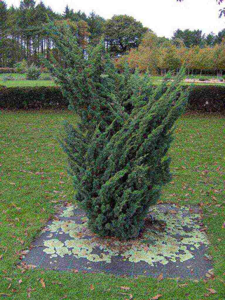 juniper best varieties