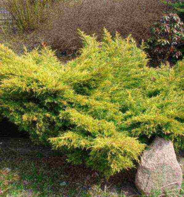 juniper best varieties