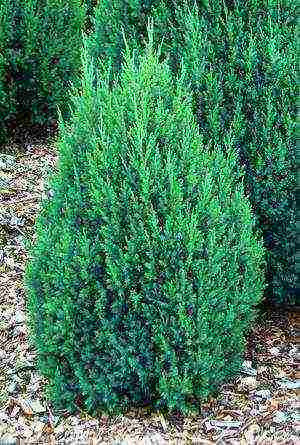 juniper best varieties