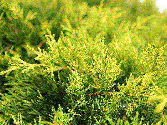 juniper old gold planting and care in the open field