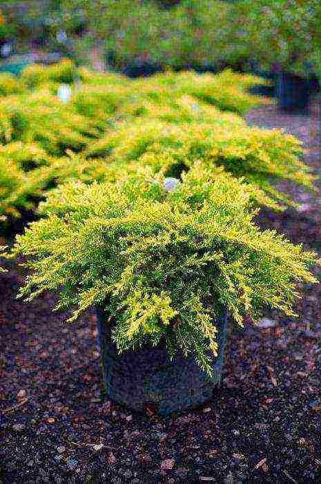 juniper old gold planting and care in the open field